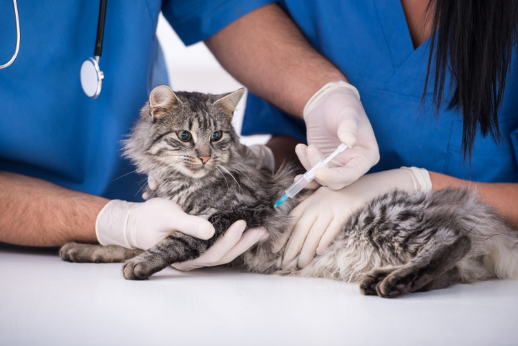 Trials & Terror How To Make Vet Trips for Vaccinations Easier CatGazette