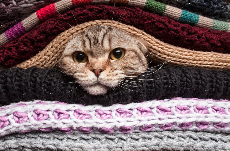 Indoor Cat Warm During The Winter 