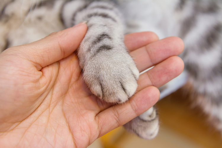 It's 2017 Why Won't US States Ban The Brutal Practice Of Declawing