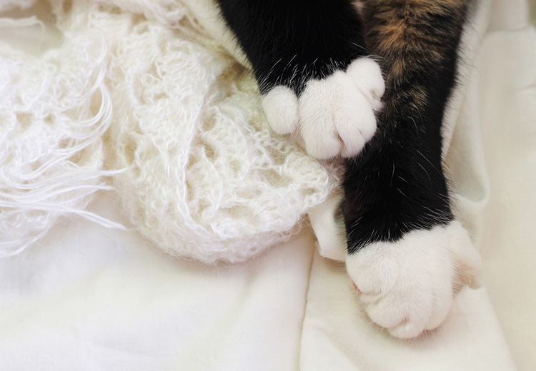 Cat Kneading Boobs