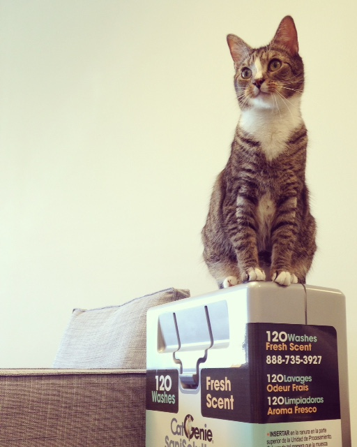 Why Every Office Needs A Cat Catgazette