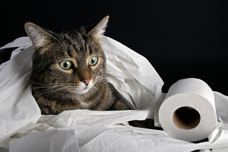 What Causes Watery Diarrhea In Kittens