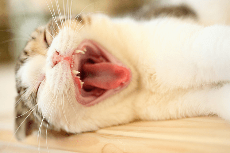 kitten losing his baby teeth