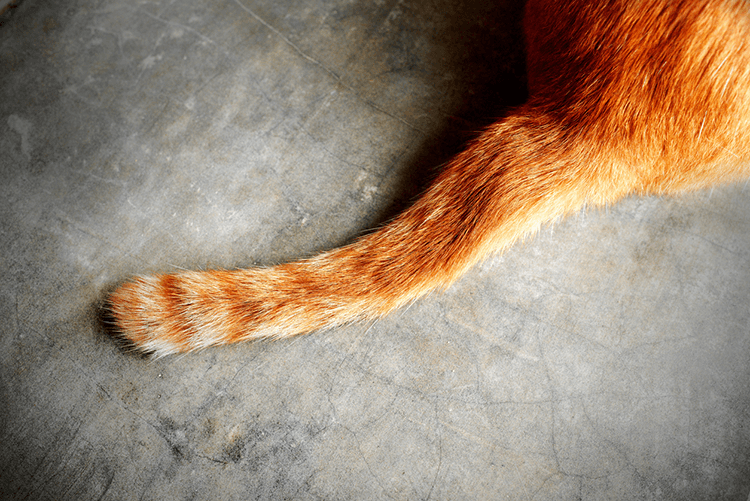 Tail Injuries In Cats Never Catch A Cat By The Tail CatGazette