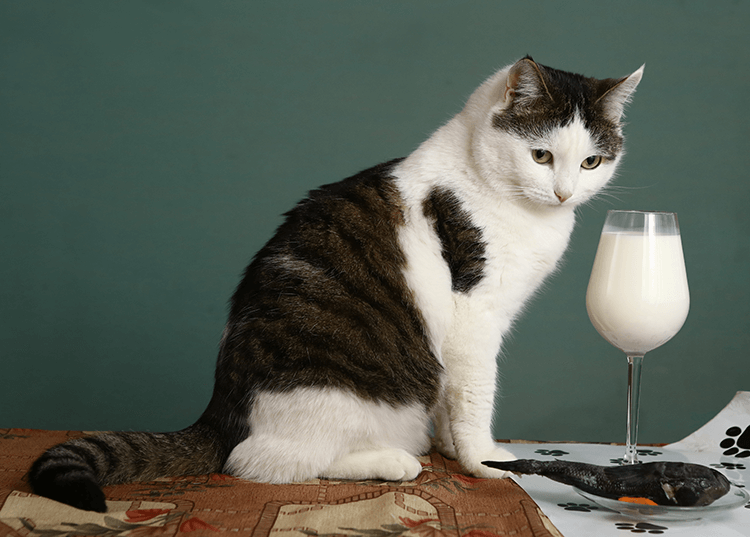 cat sip lactose cat milk treat