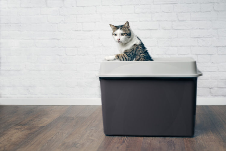 Signs Your Cat’s Litter Box Is Not Clean Enough & What to Do About It