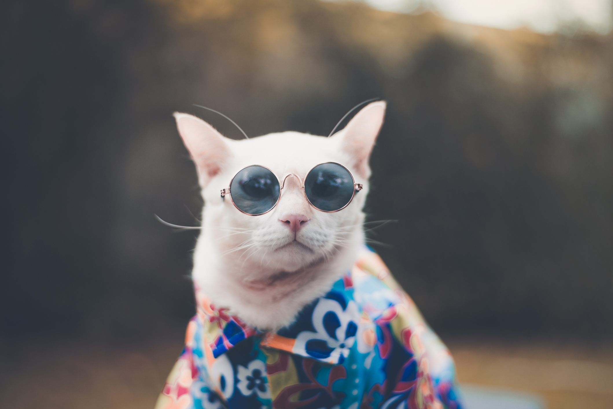 cats wearing clothes