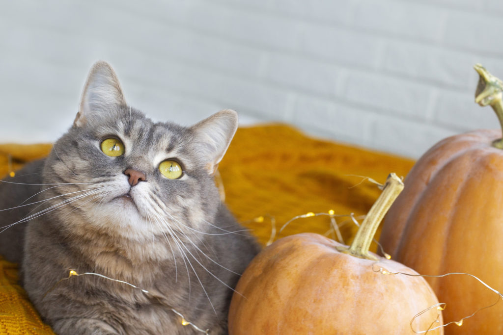 is canned pumpkin safe for cats