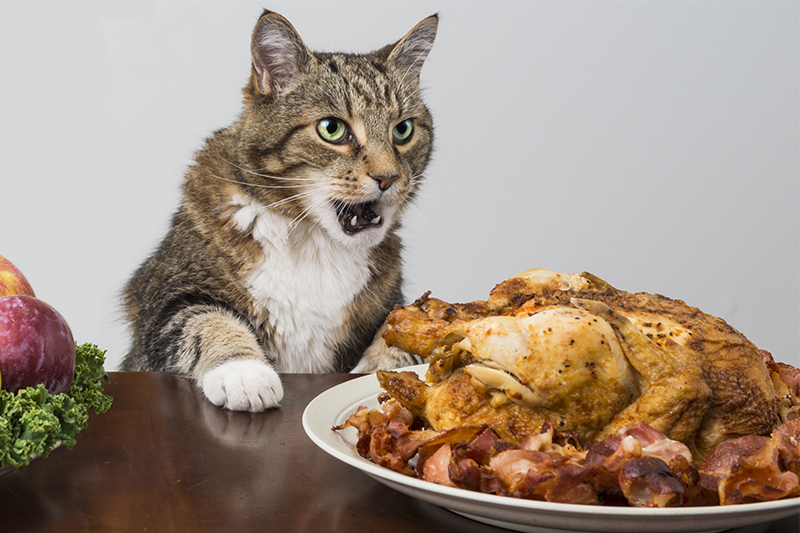 is turkey bad for cats