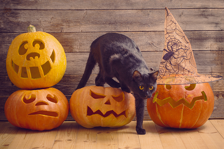 Halloween Treats Your Cat Will Love - CatGazette