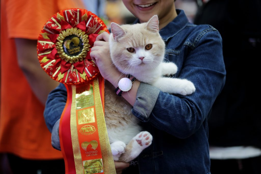 Cats On Parade: Inside The World Of Cat Show Competitions - CatGazette
