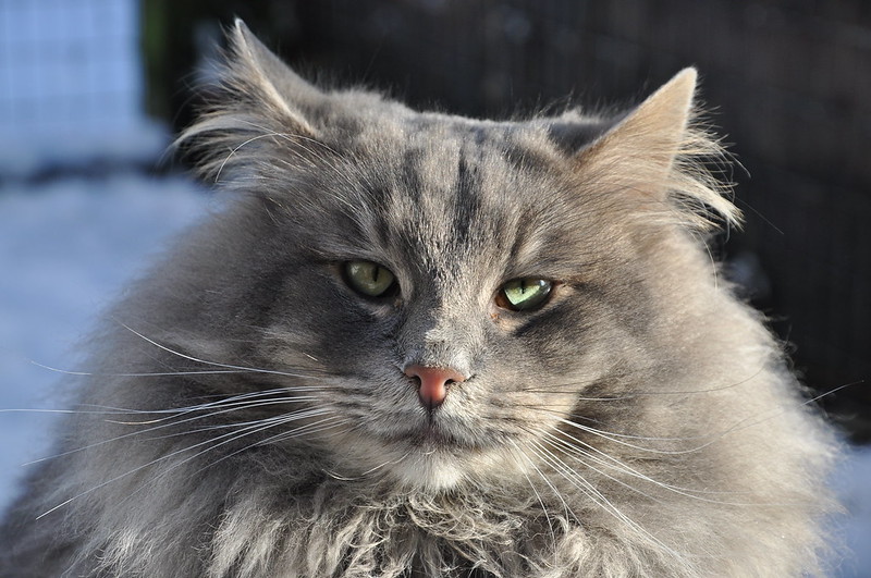 Cold Weather Cats Breeds That Do Well In The Cold And Those That Don