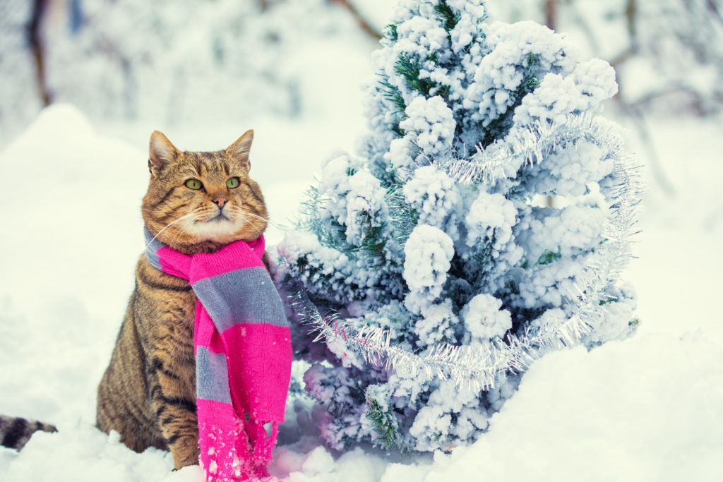 Cold Weather Cats Breeds That Do Well In The Cold (And Those That Don