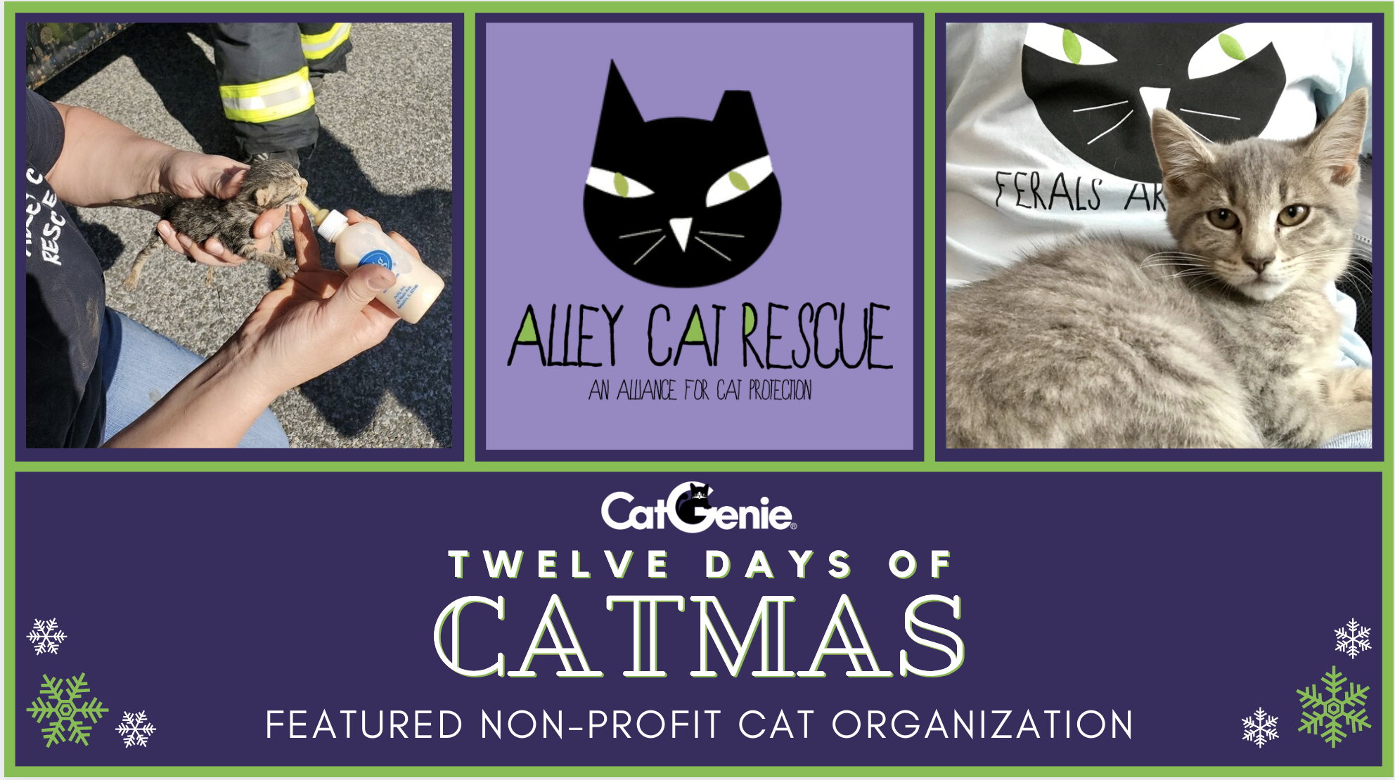 alley cats rescue