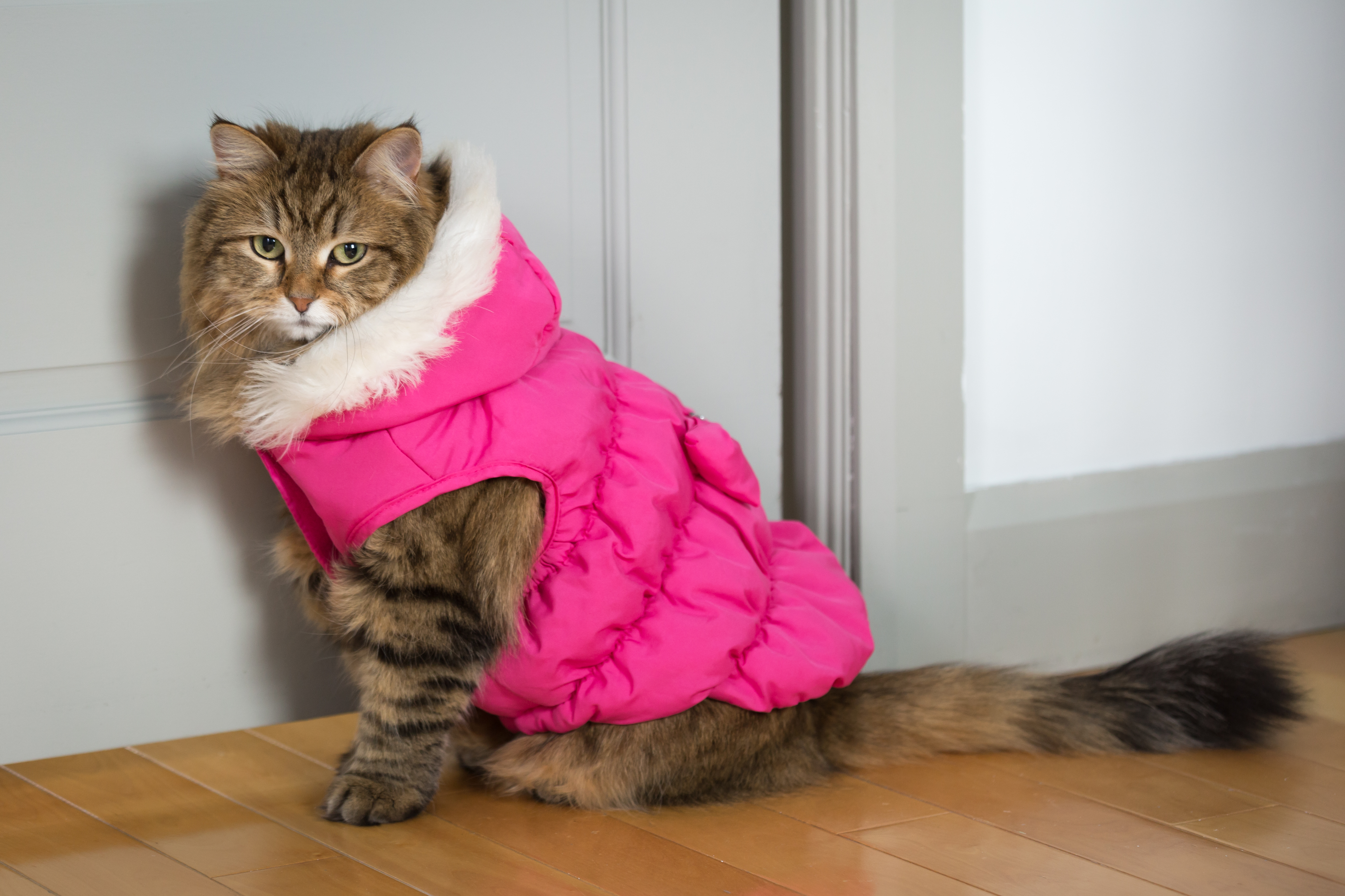 cat in a jacket.