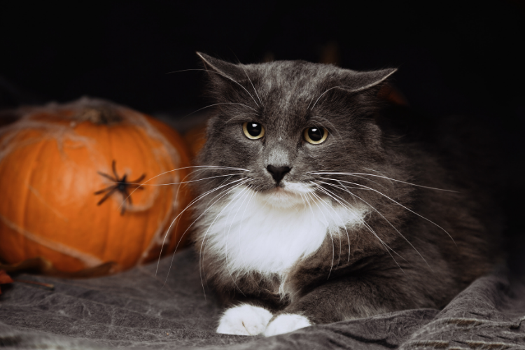 Cat sitting next to pumpkin covered in fake cobwebs