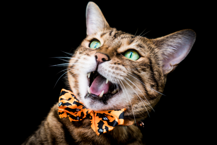 Tabby cat wearing Halloween collar