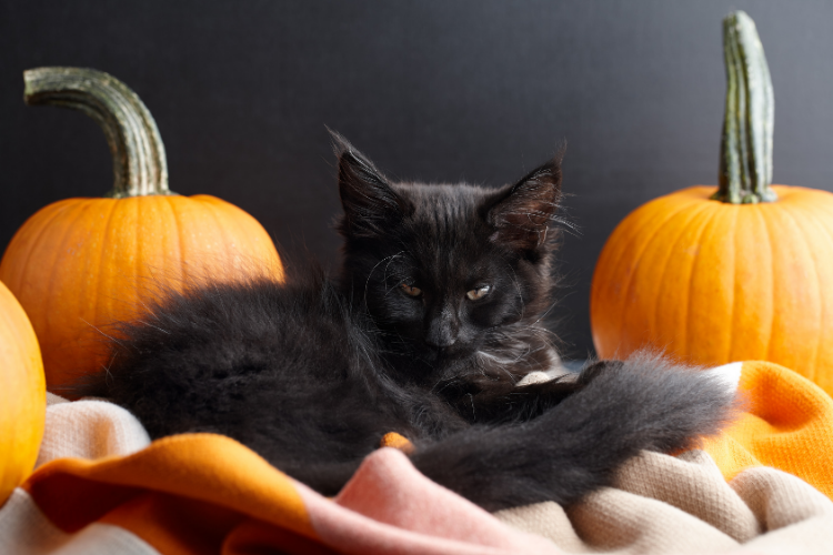 Cat sitting between two pumpkins