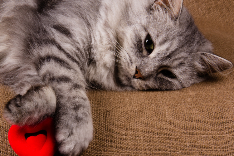 Can Cats Have Congestive Heart Failure