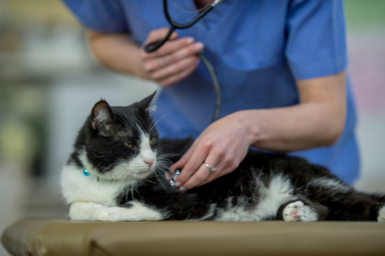 Image of vet examining a cat