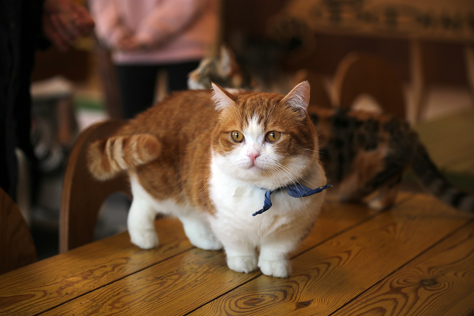 stuffed munchkin cat