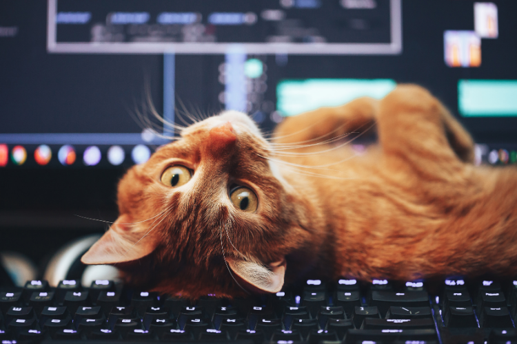 Cat Boss: How To Work From Home With Your Feline Friend