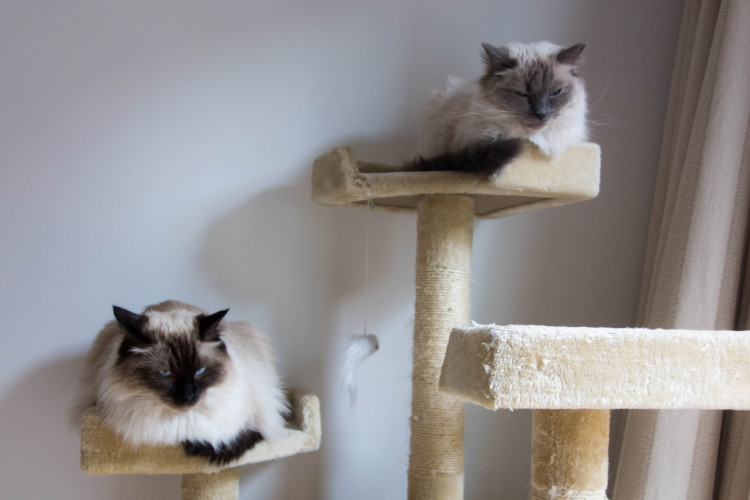 How A Cat Tree Can Save Your Sanity