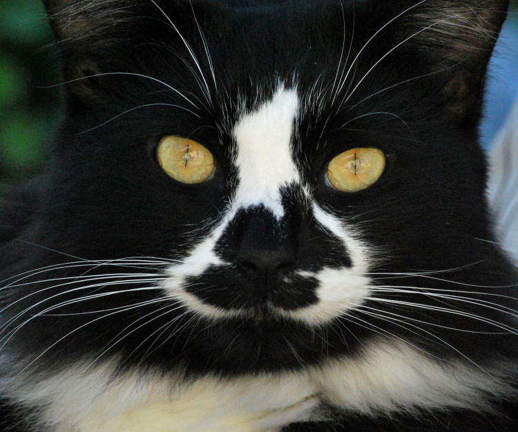 How tuxedo cat's get their markings