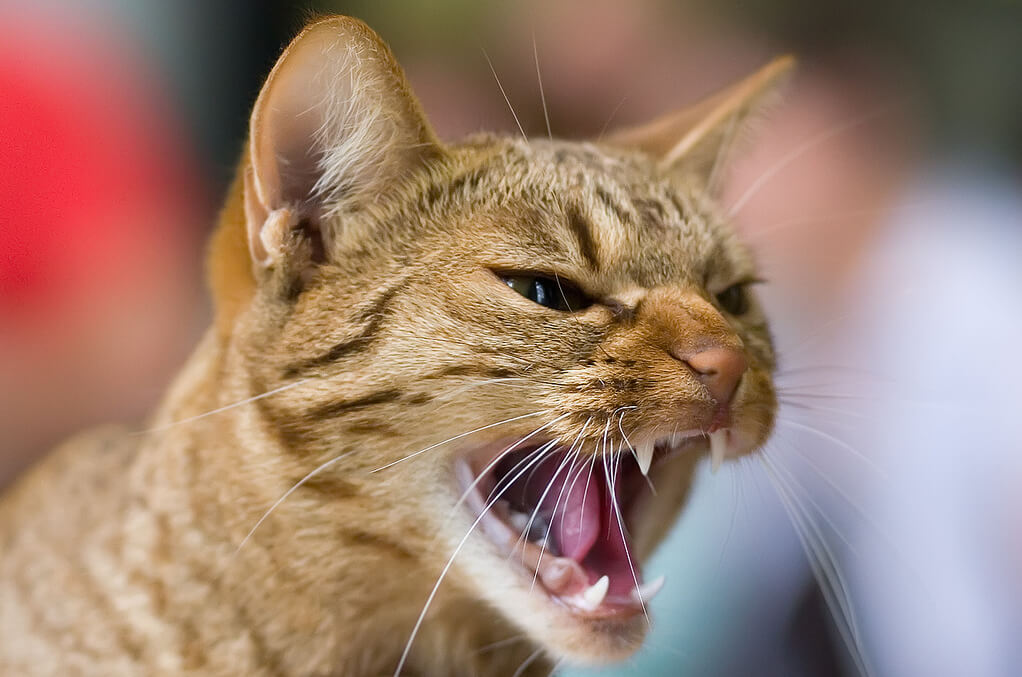 The Fearful Feline: What Creates Cat Aggression and How to calm it.