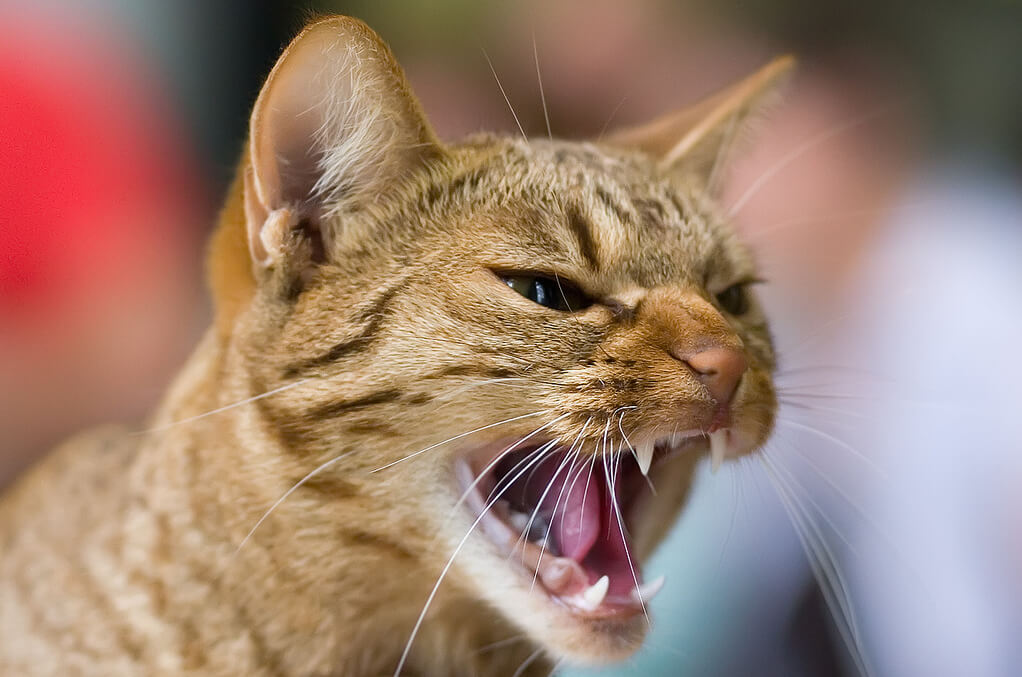 Aggression in Cats