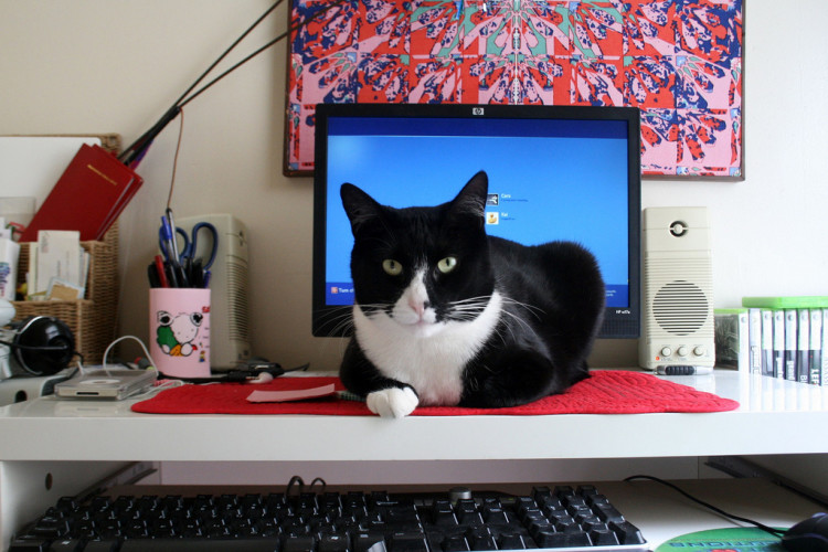 cat distracts you while you're working from home