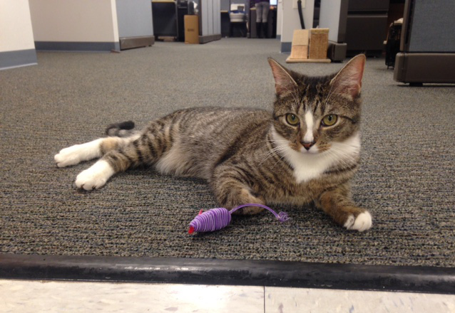 Why Working With An Office Cat Is Awesome Catgazette