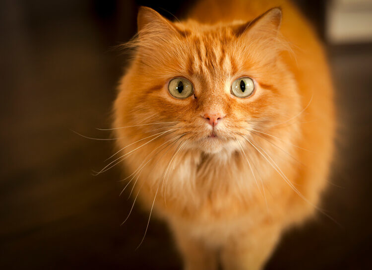 Grumpy Shelter Cat Gets Adopted. Doesn't He Look Happy Now? - Love Meow