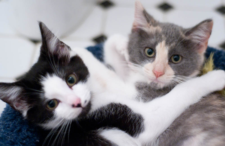 The Life Cycle of  a Kitten Foster Parent