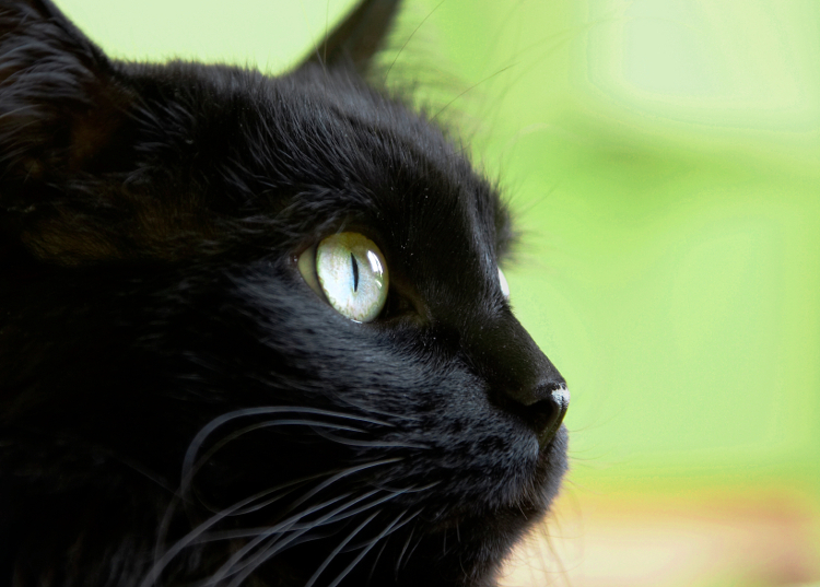 The Luck of the Irish Black Bog Cats