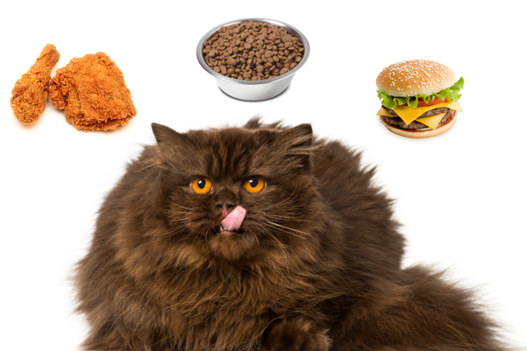 Why having an overweight cat is bad