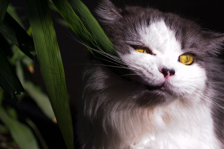 The Botanical Cat: 5 Cat Plants And Herbs That Your Fur Baby Will Love