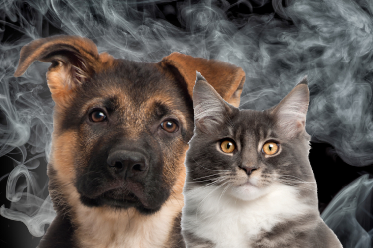 e-cigarettes, pets