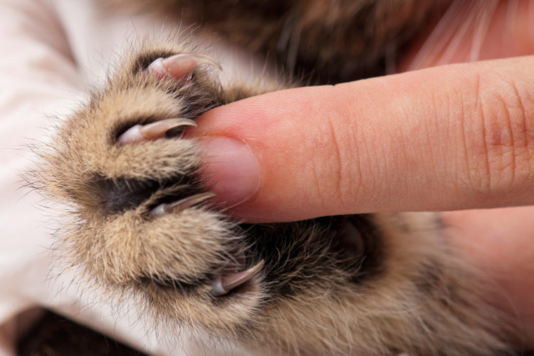 Trimming cat's nails