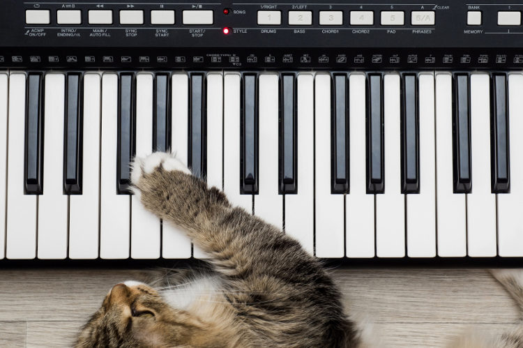 Music for Cats