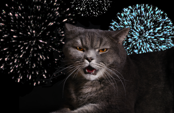 Fireworks & Fluffy: How To Keep Your Cat Calm During the 4th of July