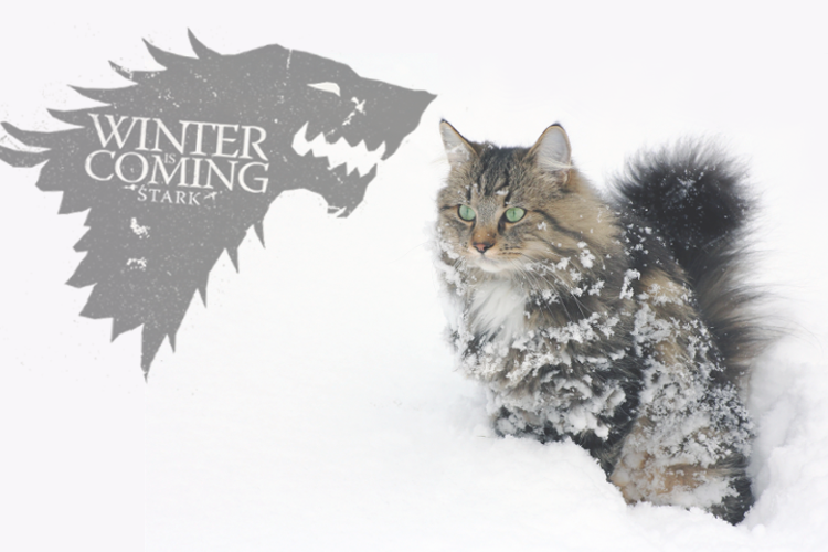 The Houses of “Game of Thrones” as Cat Breeds