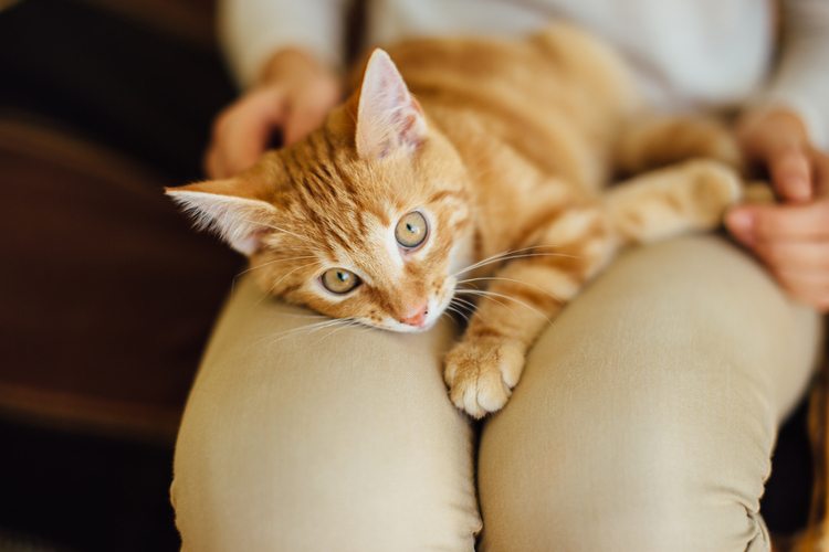 Finding the Perfect Pet Sitter