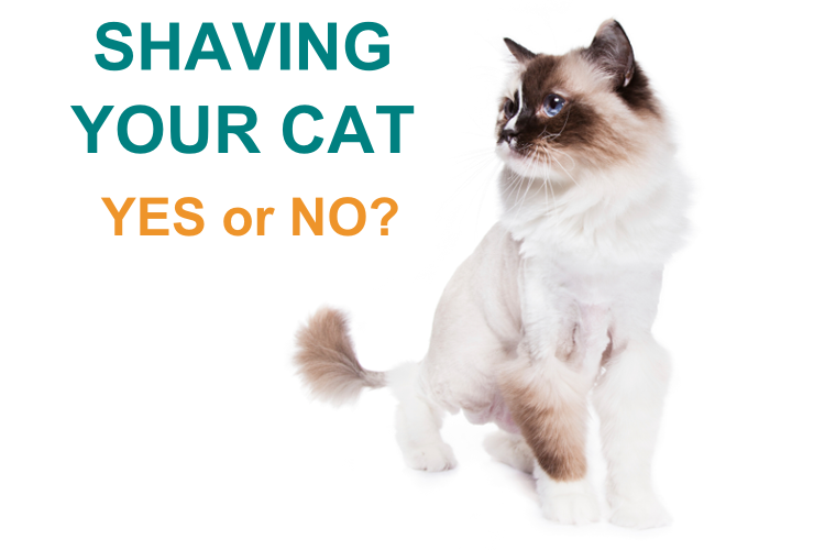 shave your cat