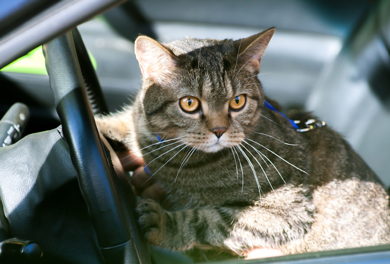 Sisterhood of the Traveling Cats How to Travel with Your Cat CatGazette