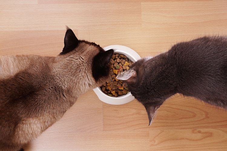 How to Choose The Right Food For Your Cat