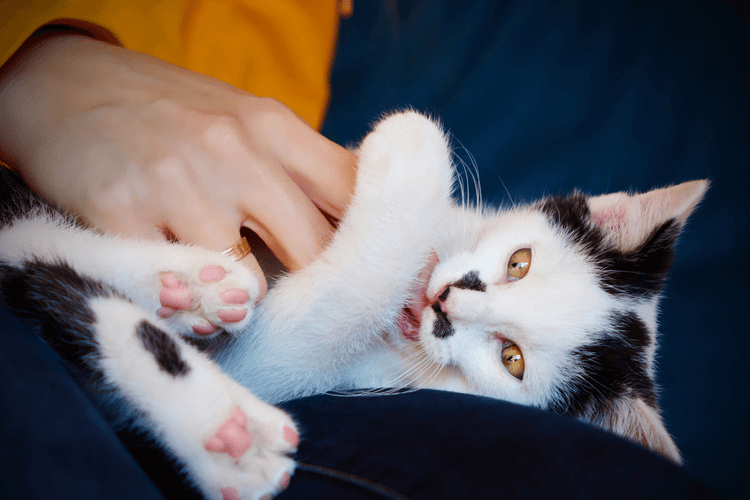 You’re Training Your Cat to Bite You: What Is Play Aggression?