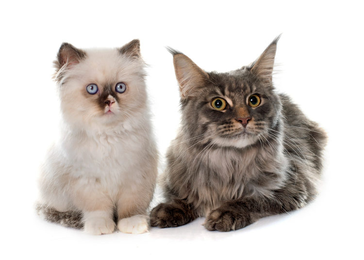 Purfect Pairs: How to Match Cats Using Breed and Temperament.
