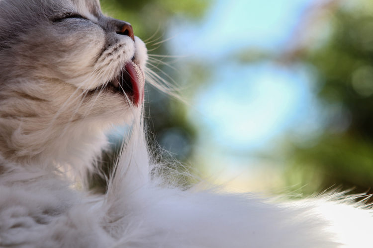 Hairballs Are the Worst: What are Hairballs and How to Prevent Them