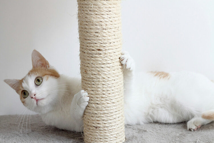 Should You Declaw Your Cat? The Facts About Declawing